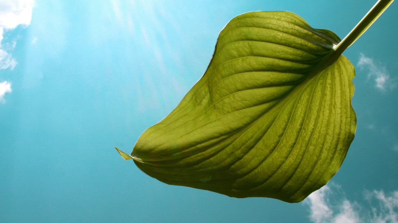 Листик тянется к солнцу обои
