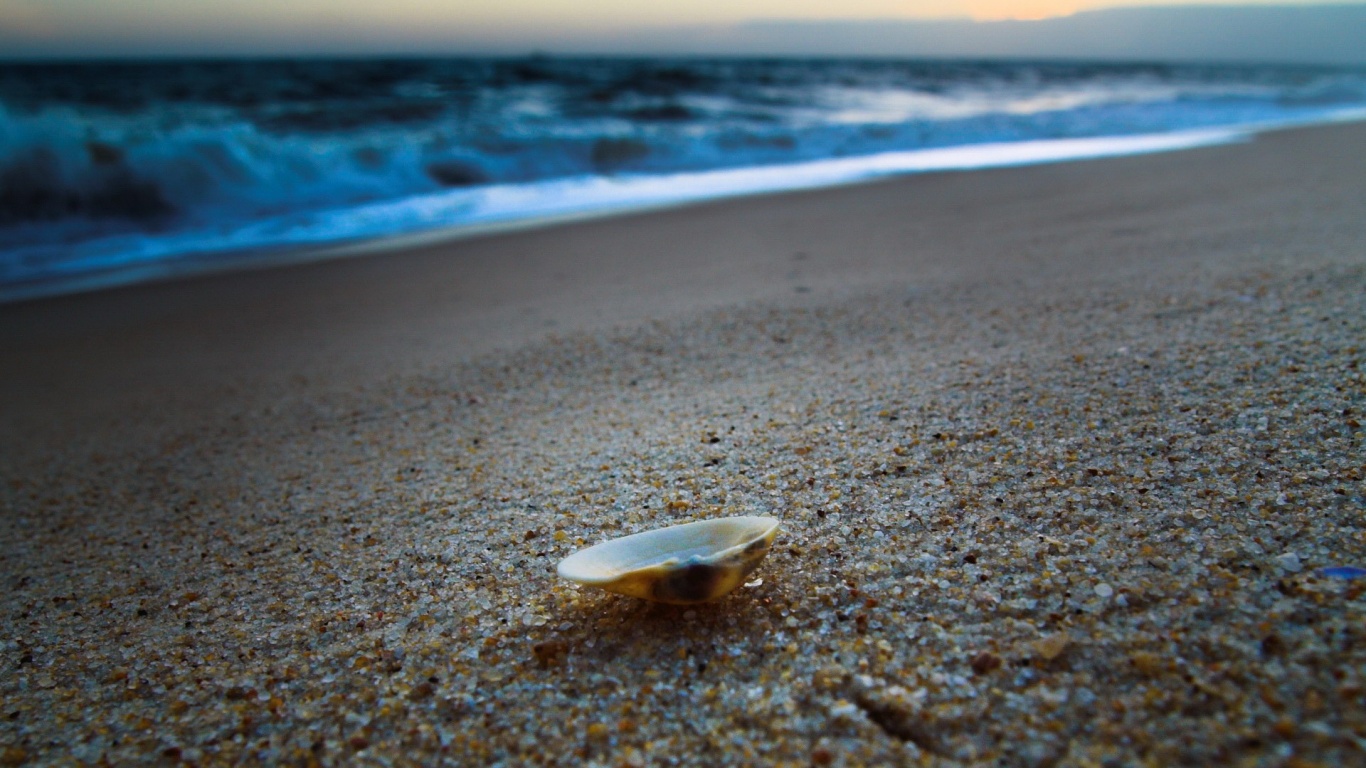 Ракушка не песчанном берегу обои