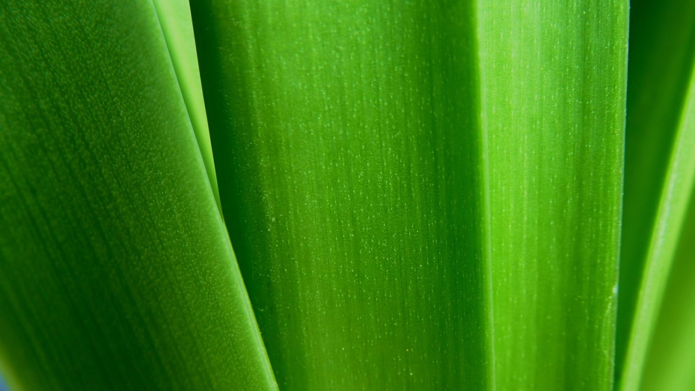 Сочная травинка обои