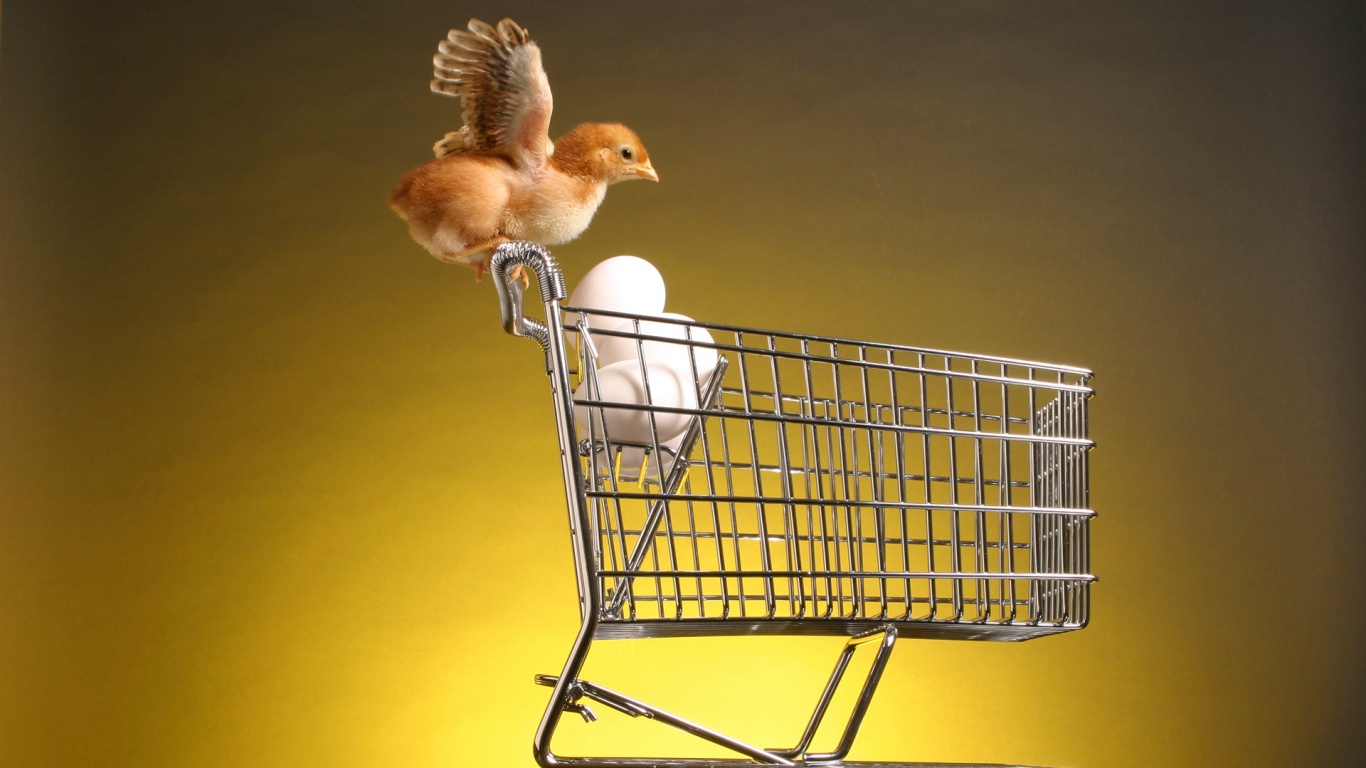 Цыплёнок покупает яйца обои