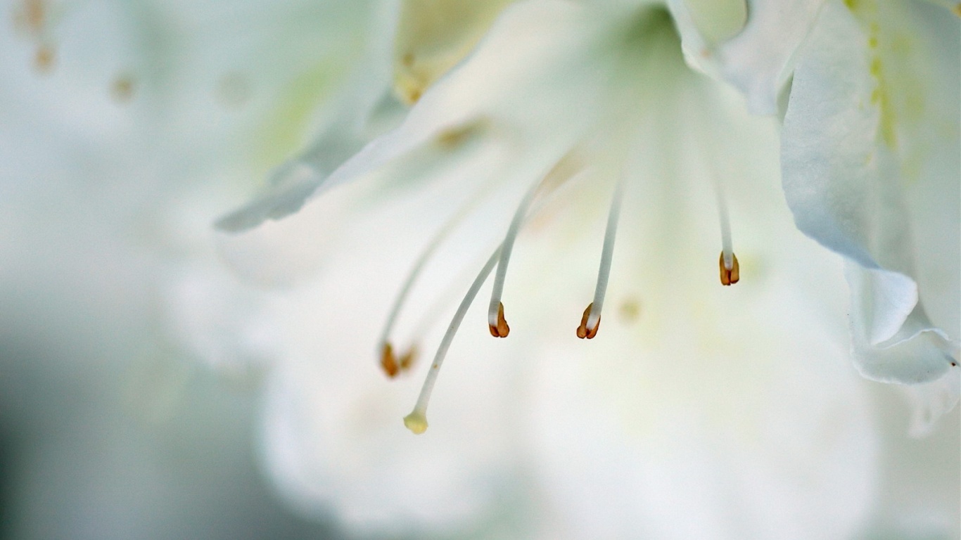 Цветок орхидеи обои