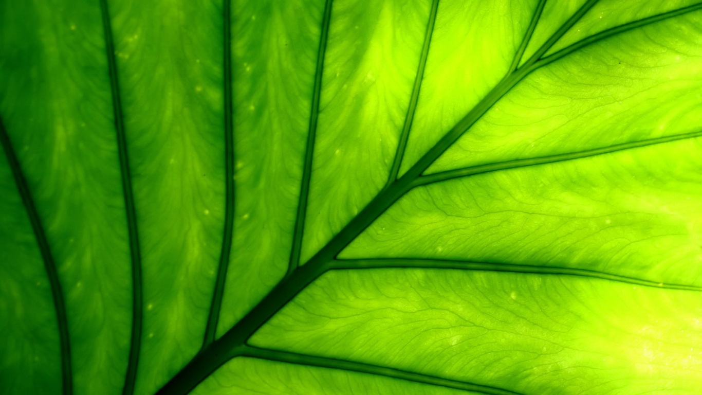 Макро фото листа обои