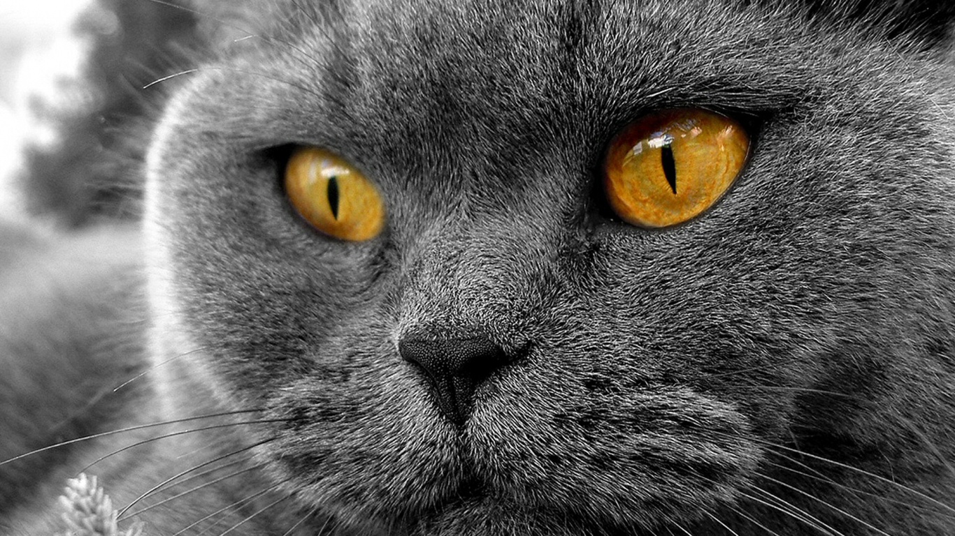 Кот с оранжевыми глазами обои
