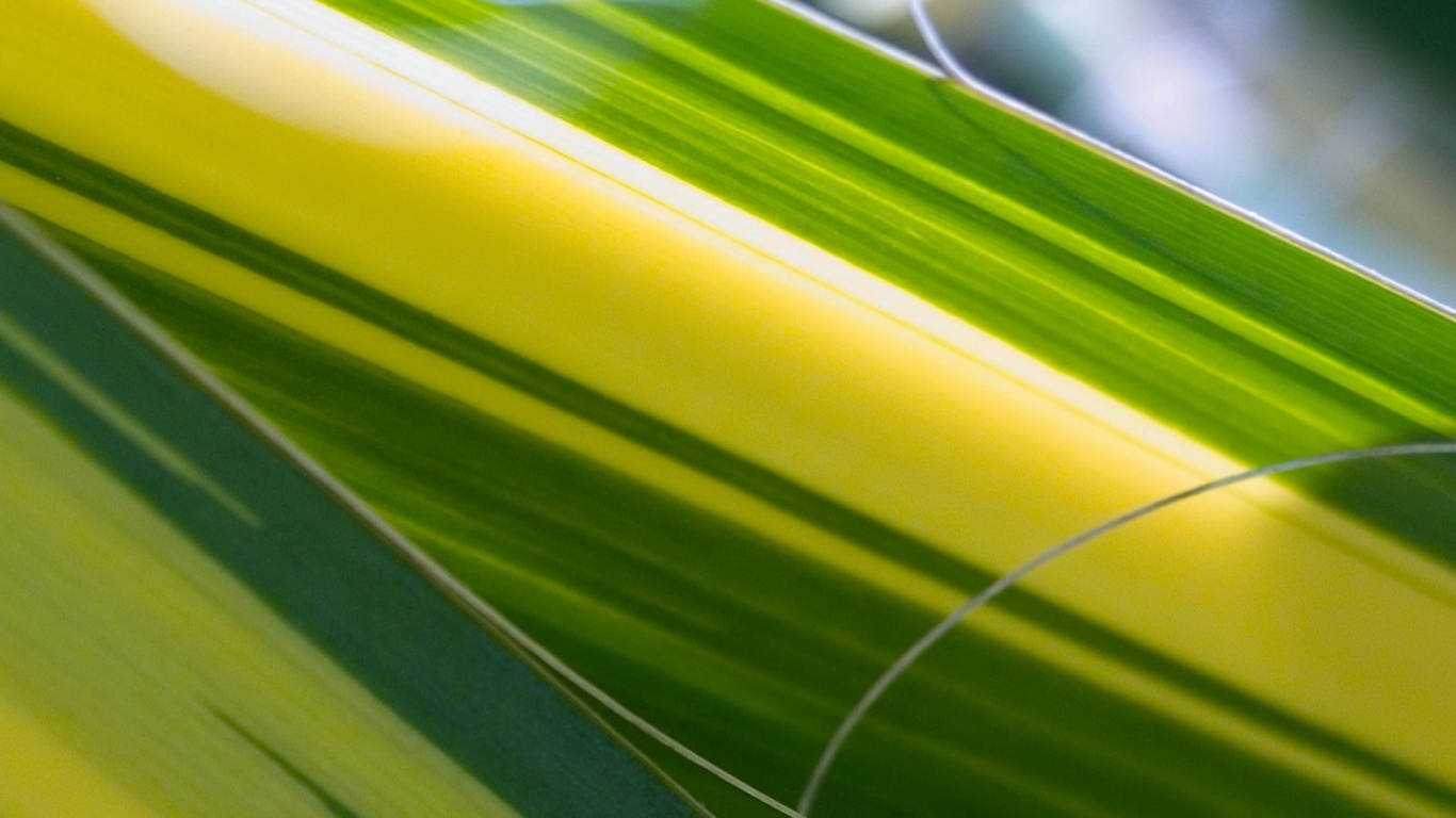 Желто-зеленые травинки обои