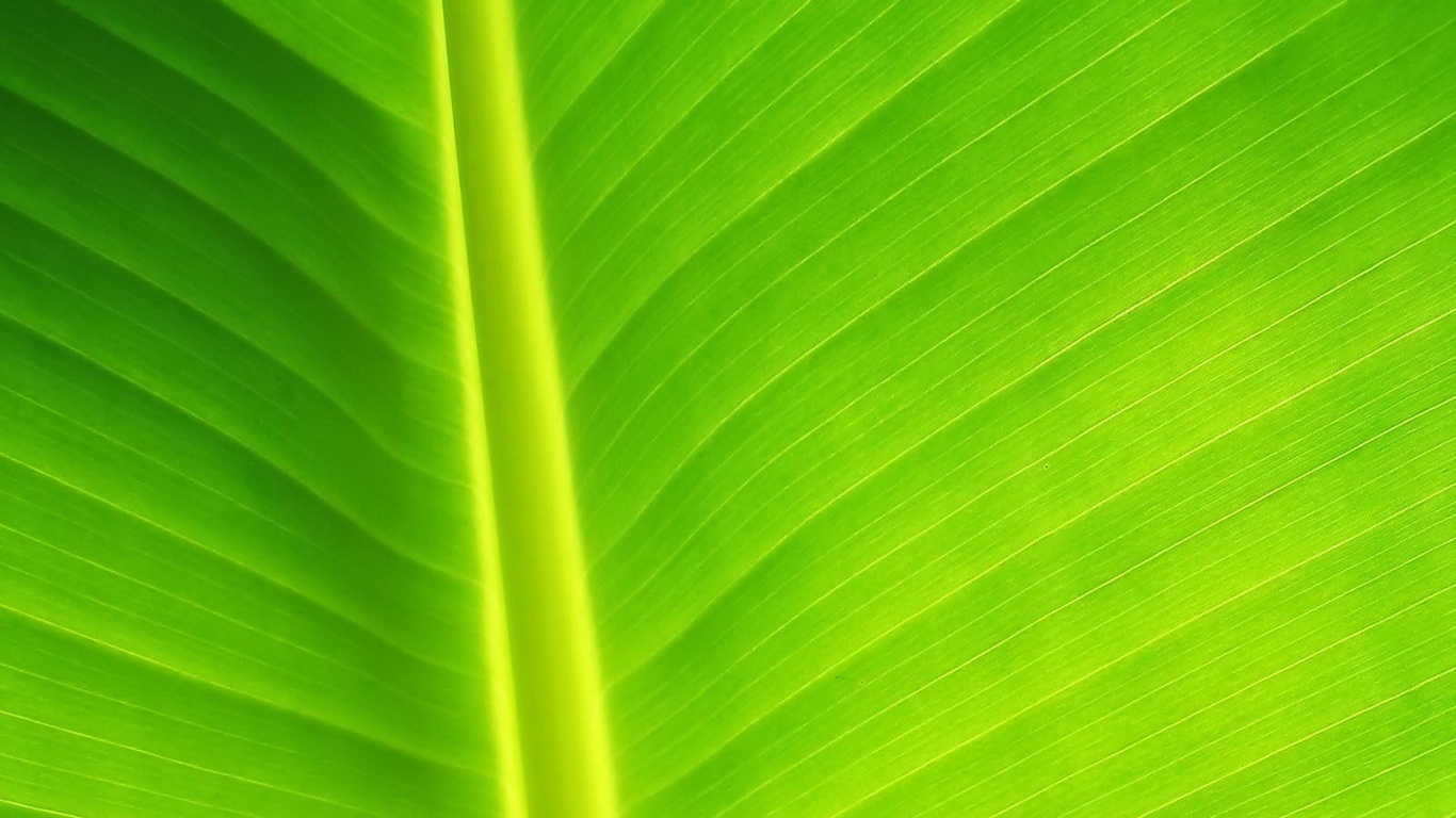 Желтый черенок листа обои