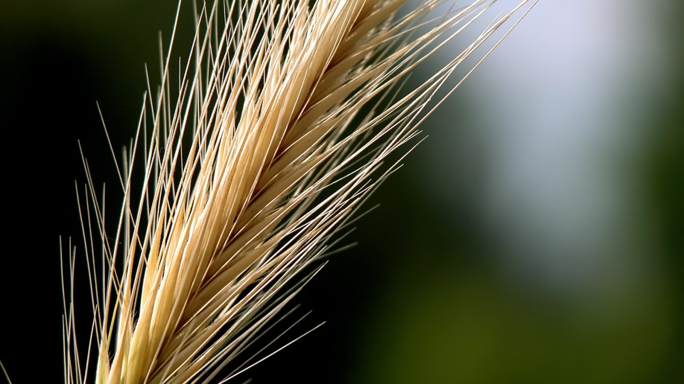 Колючая травинка обои