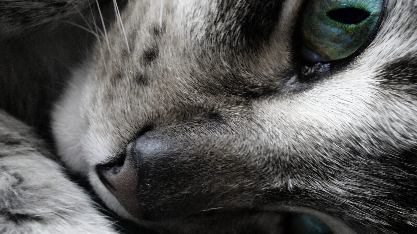 Мордашка кота крупным планом обои