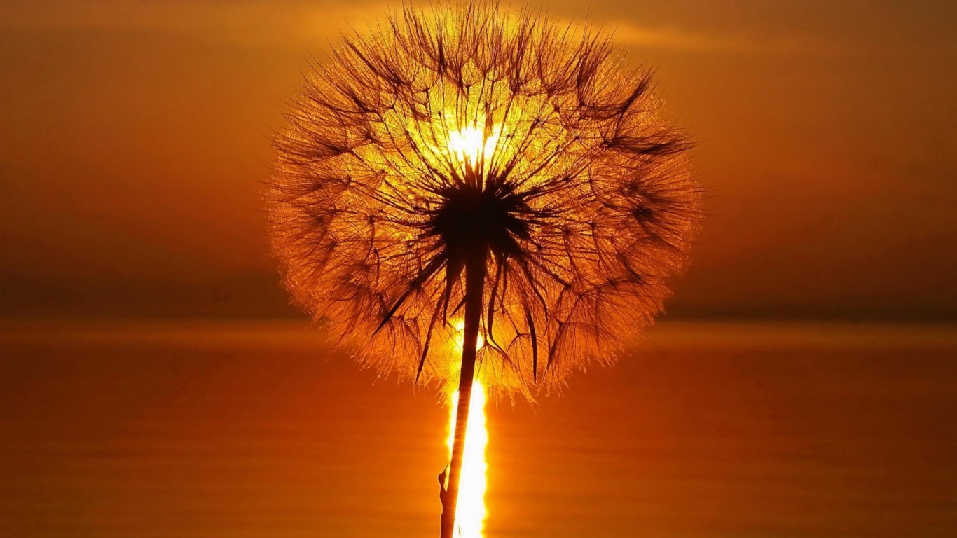 Одуванчик на закател обои