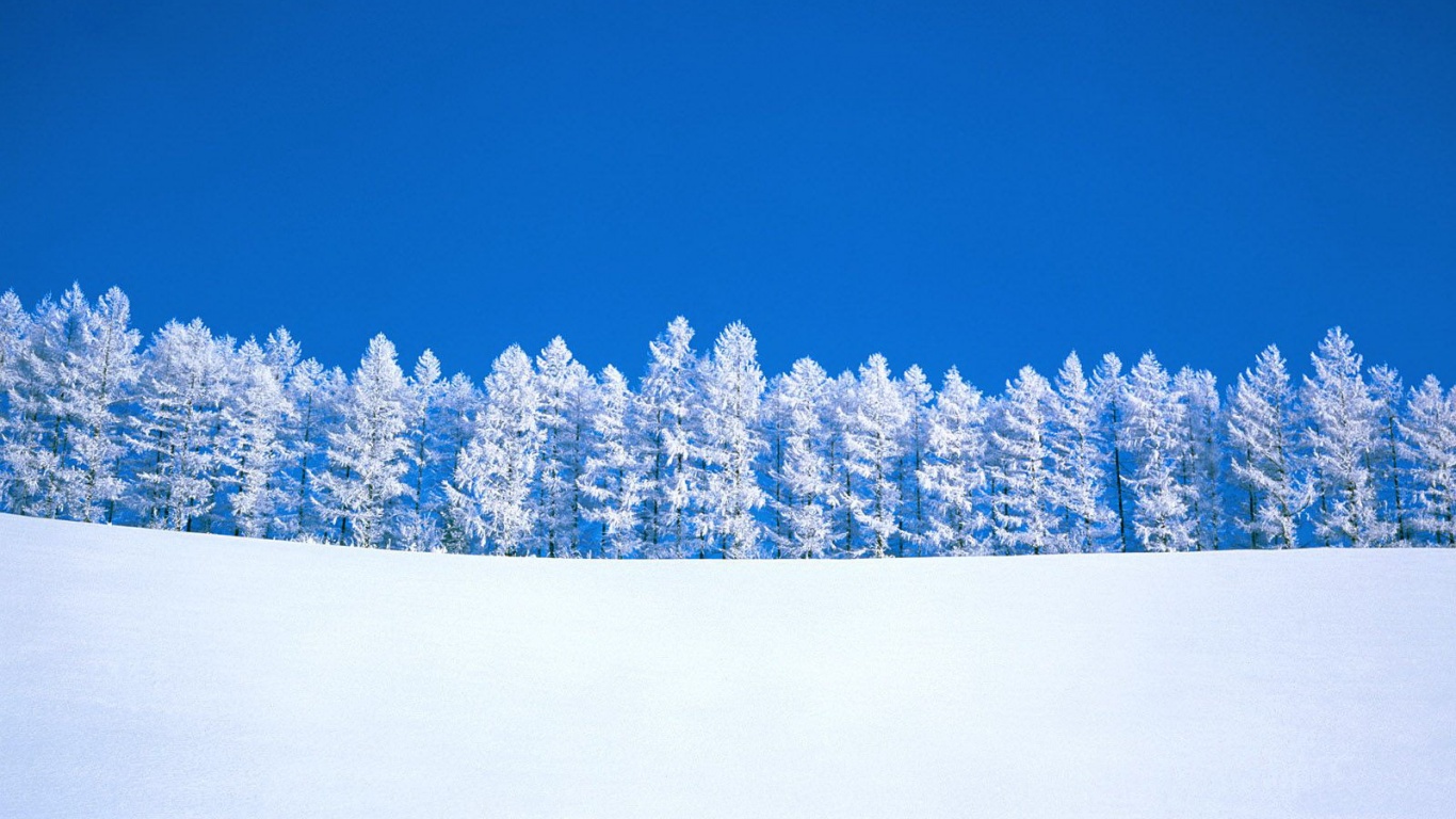 Заснеженный лес обои