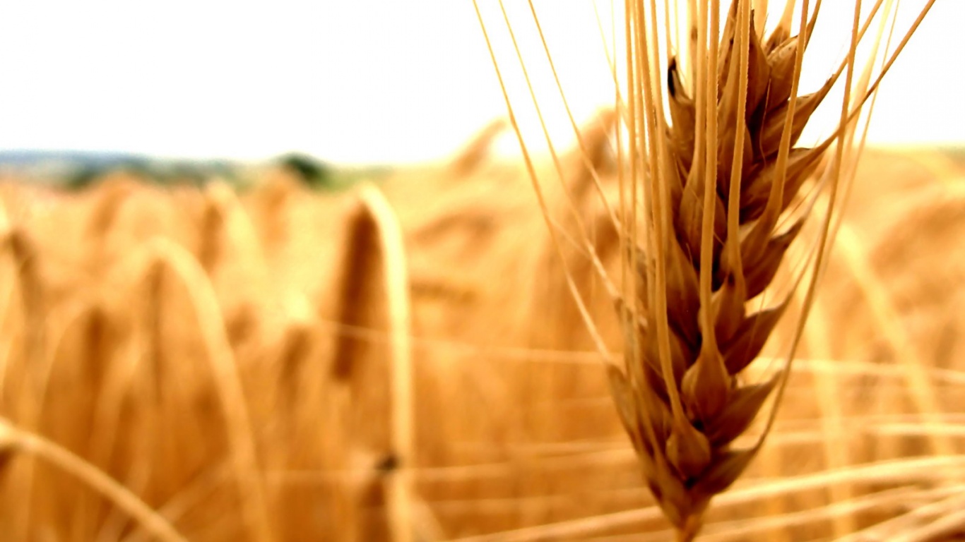 Короткий колос обои