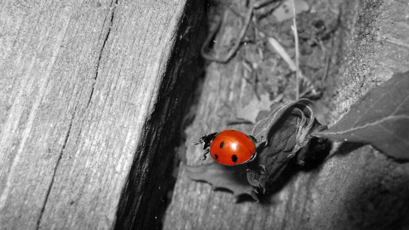 Божья коровка обои