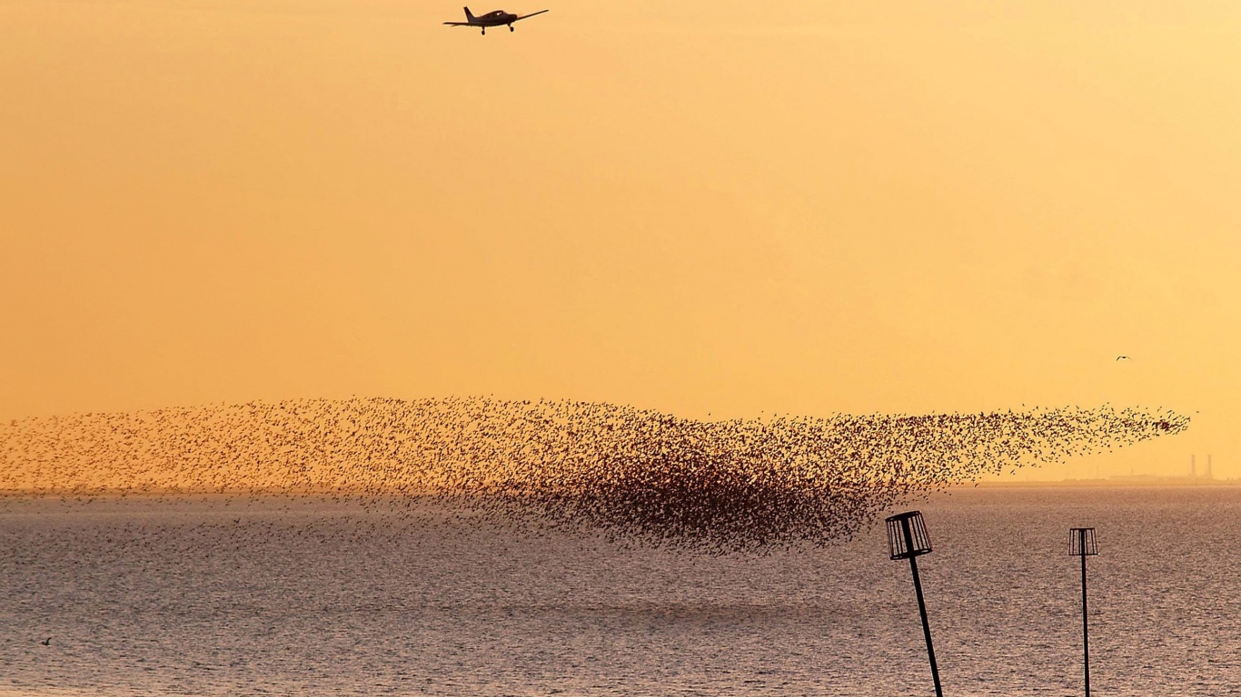 Взлетающая стая птиц обои