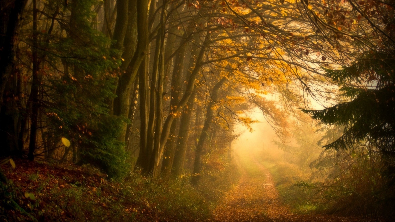 Дорожка заваленная листьями обои