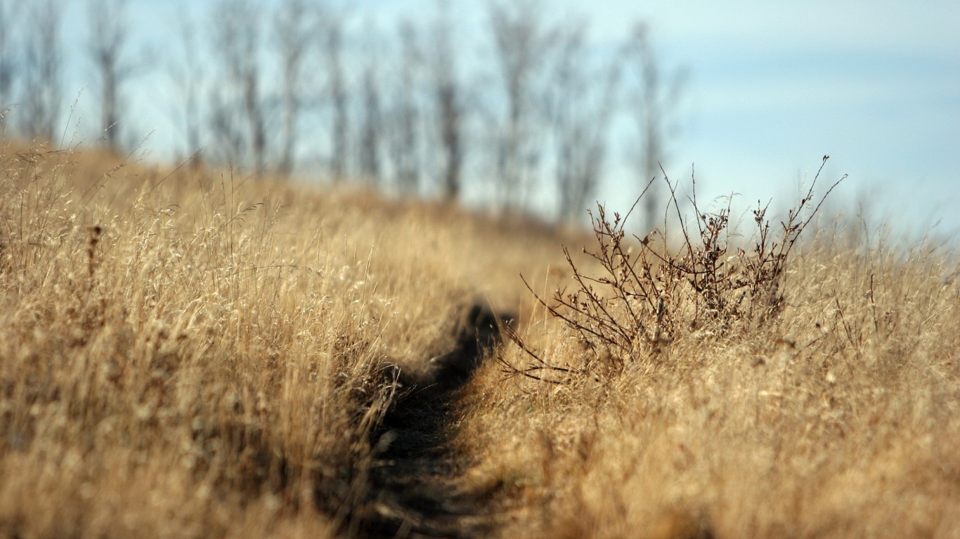Тропинка в поле обои