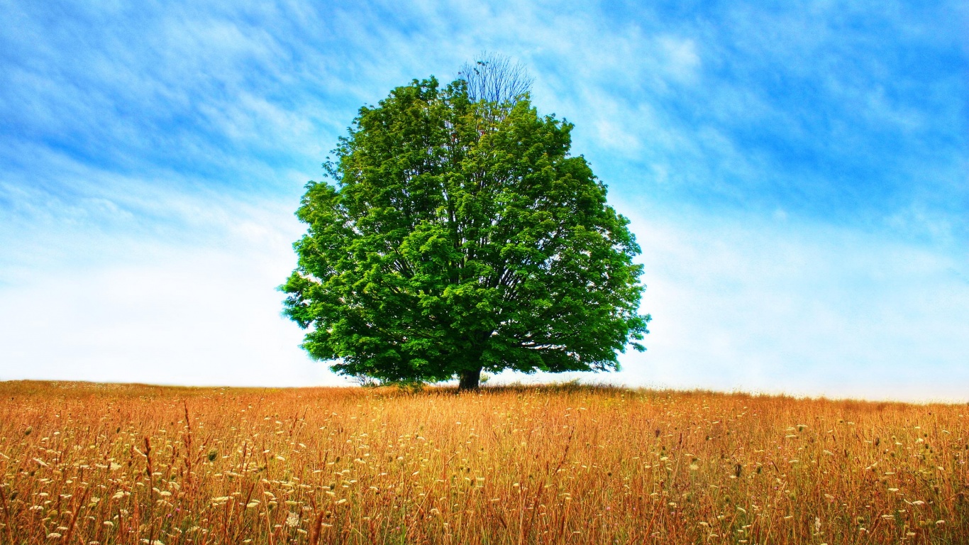 Зеленое дерево в желтом поле обои