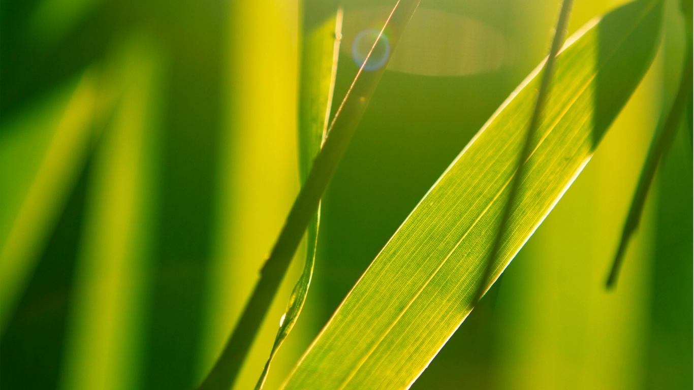 Яркая зелень обои