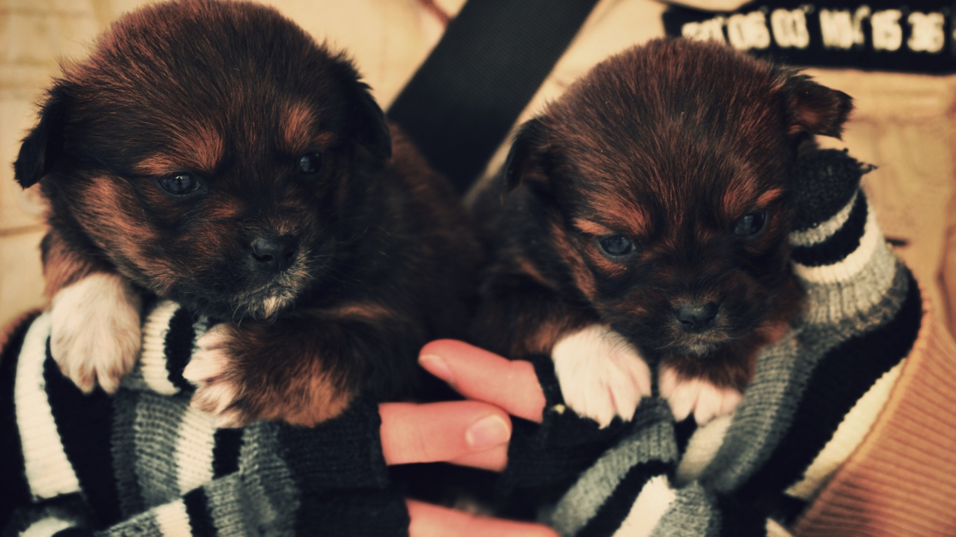 Два коричневых щенка обои