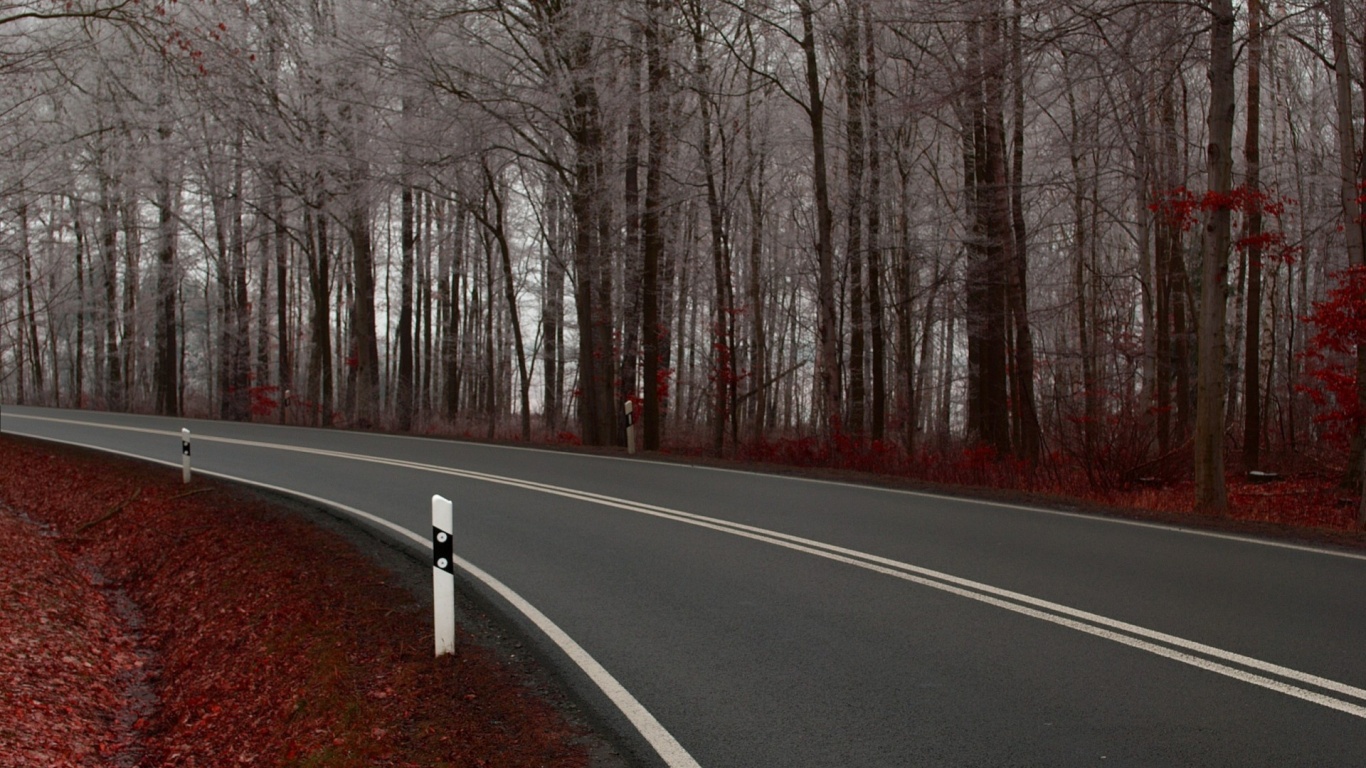 Дорога в осеннем лесу обои