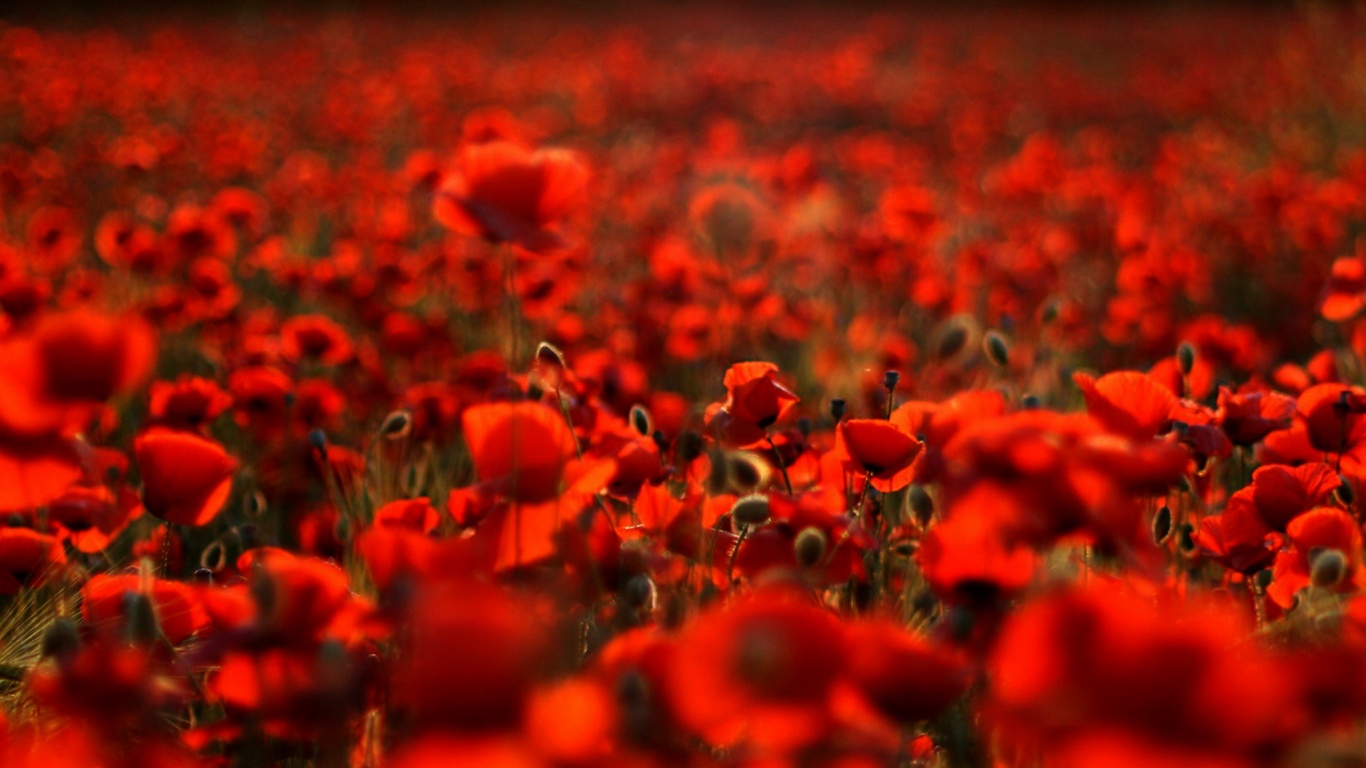 Маки в полях обои