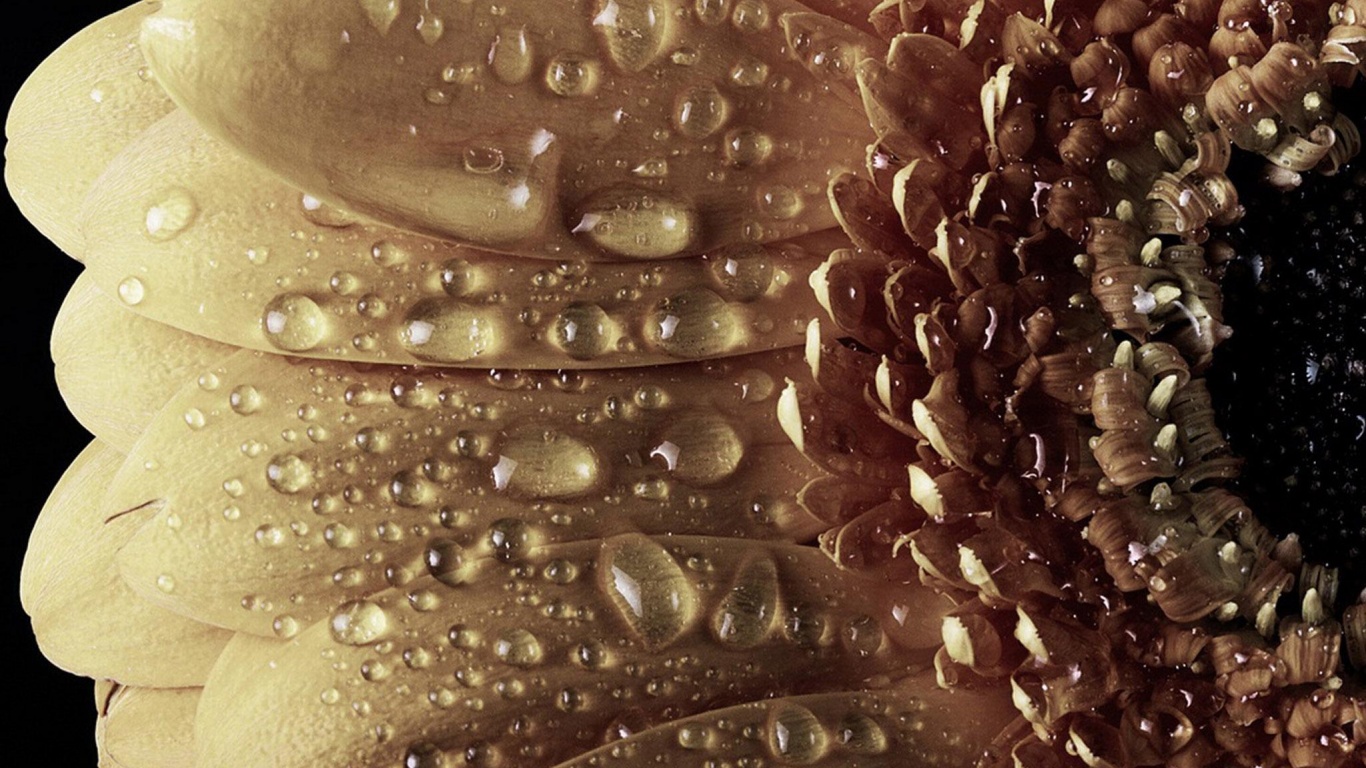 Капли на лепестках гербера обои