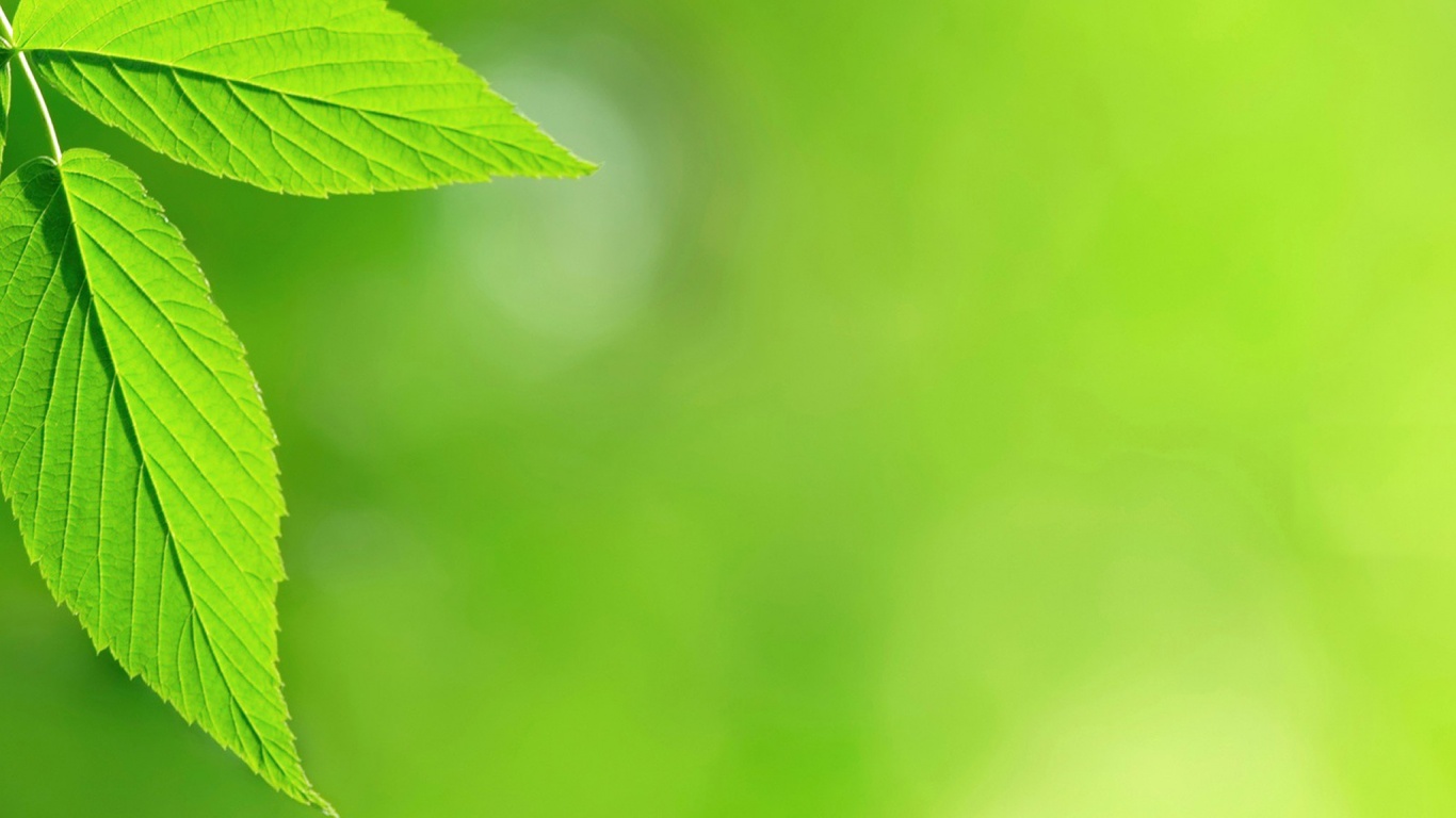 Два листа обои