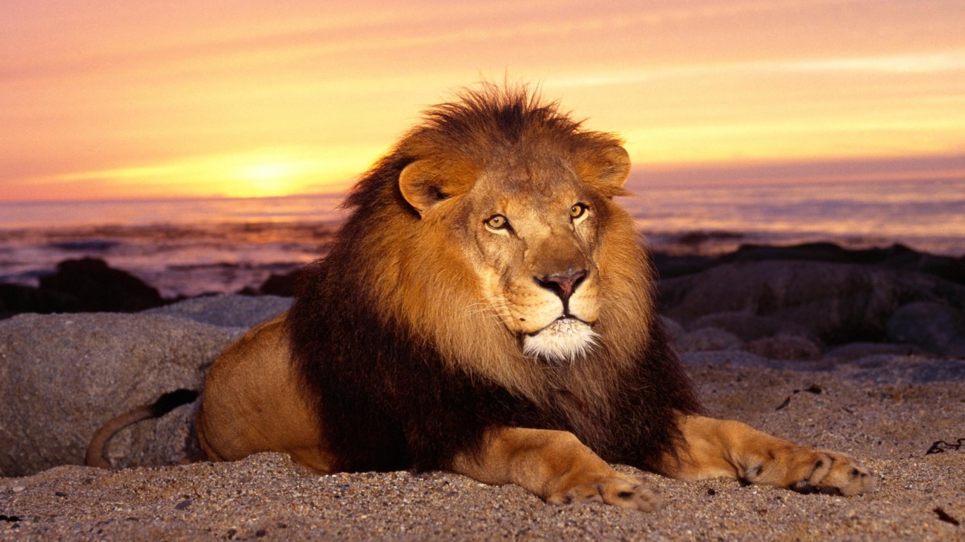 Лев на берегу океана обои