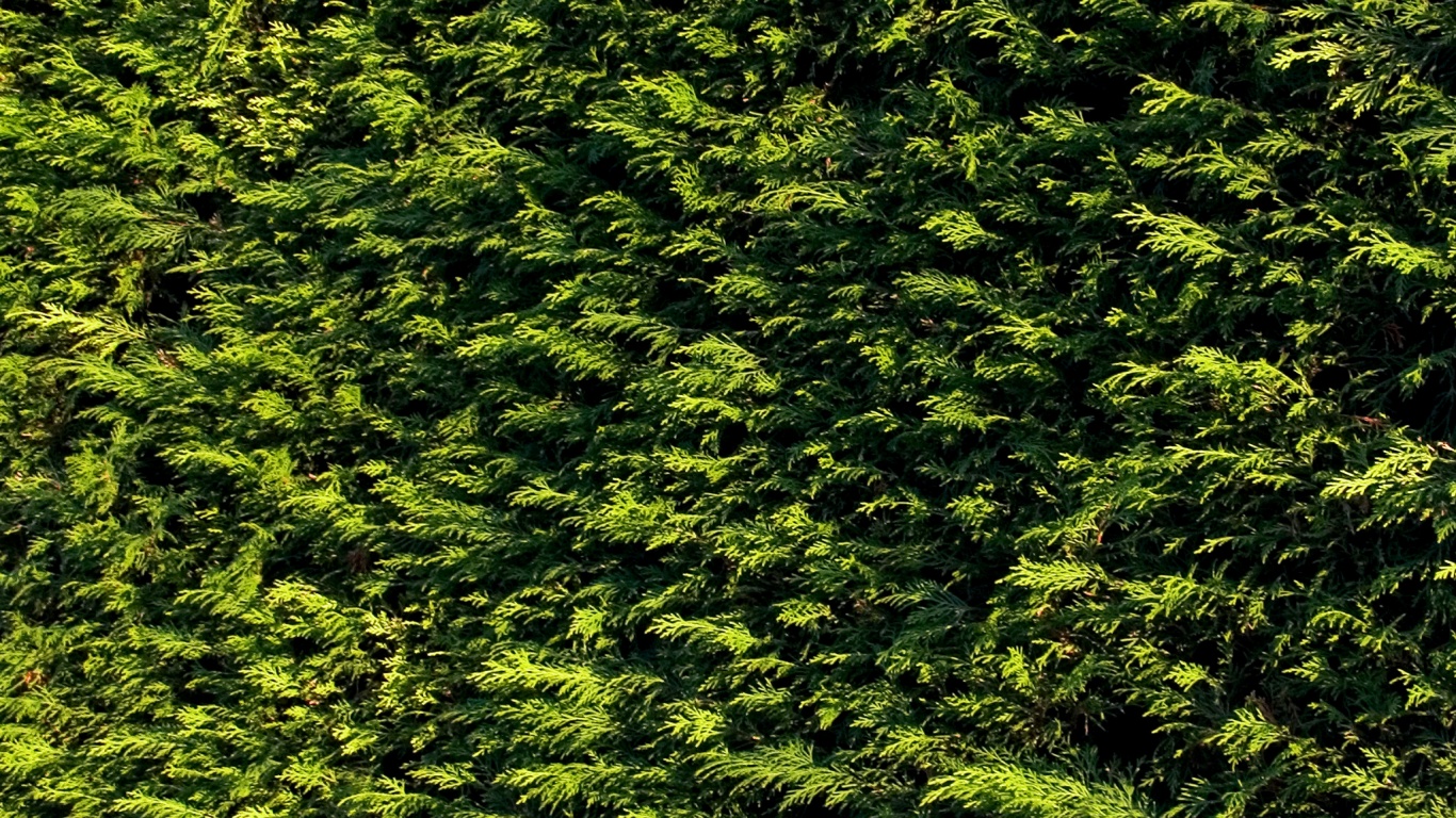 Густые хвойные заросли обои