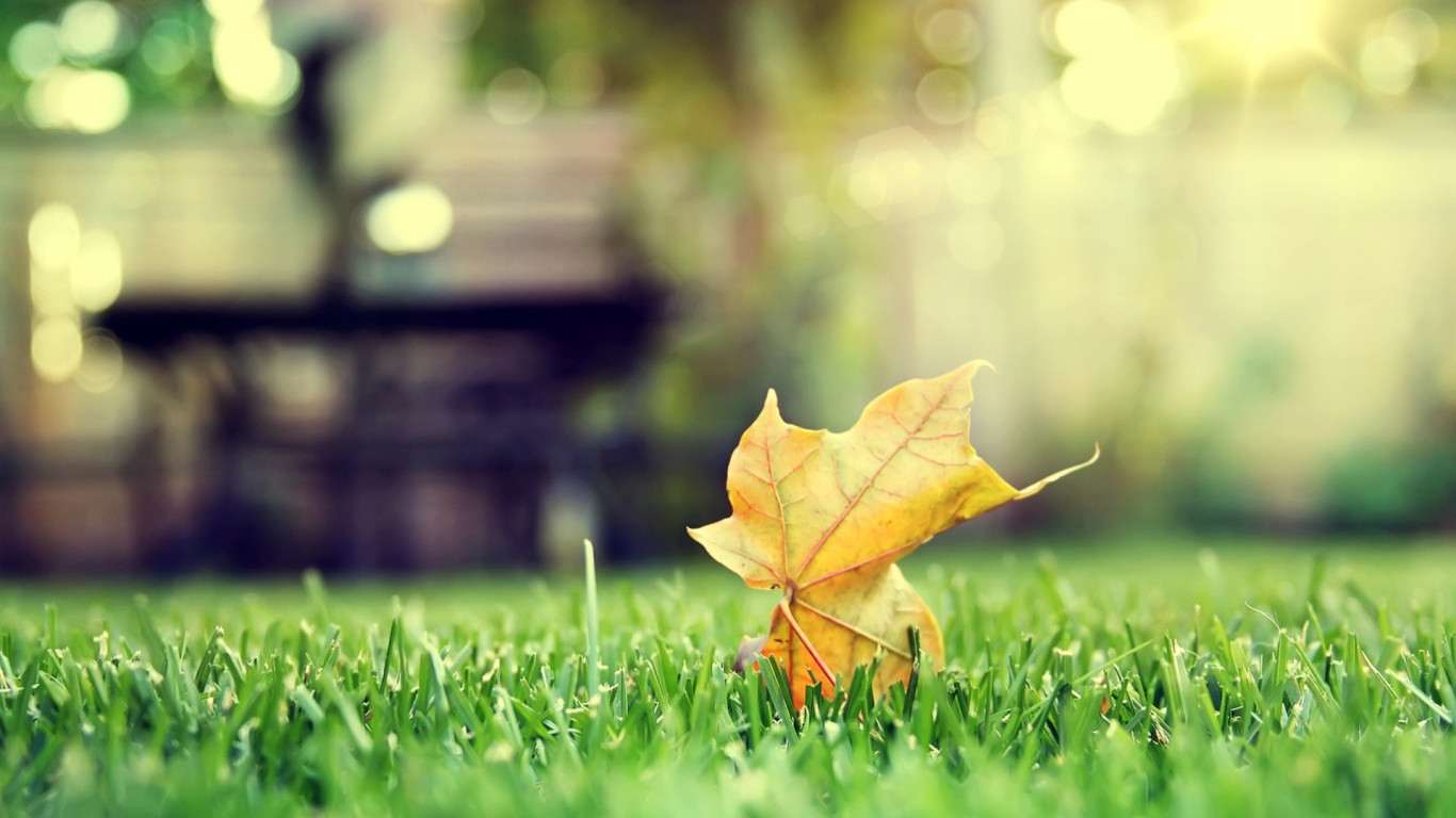 Зеленый лист на траве обои