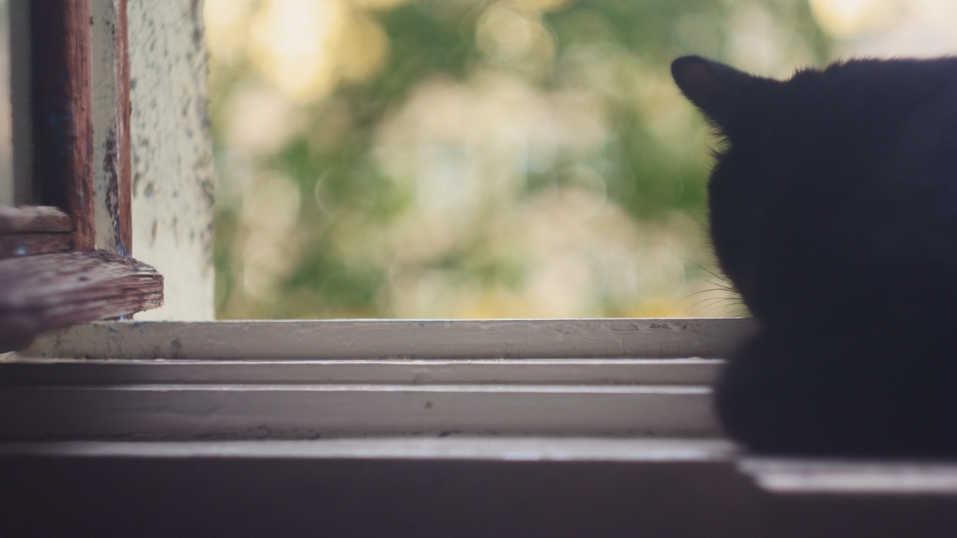 Дремлющий на окне черный кот обои