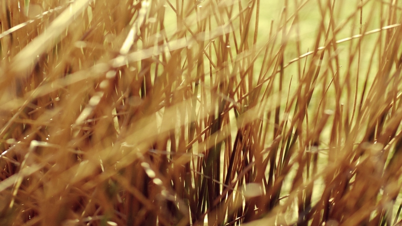 Высохшие травяные стебли обои