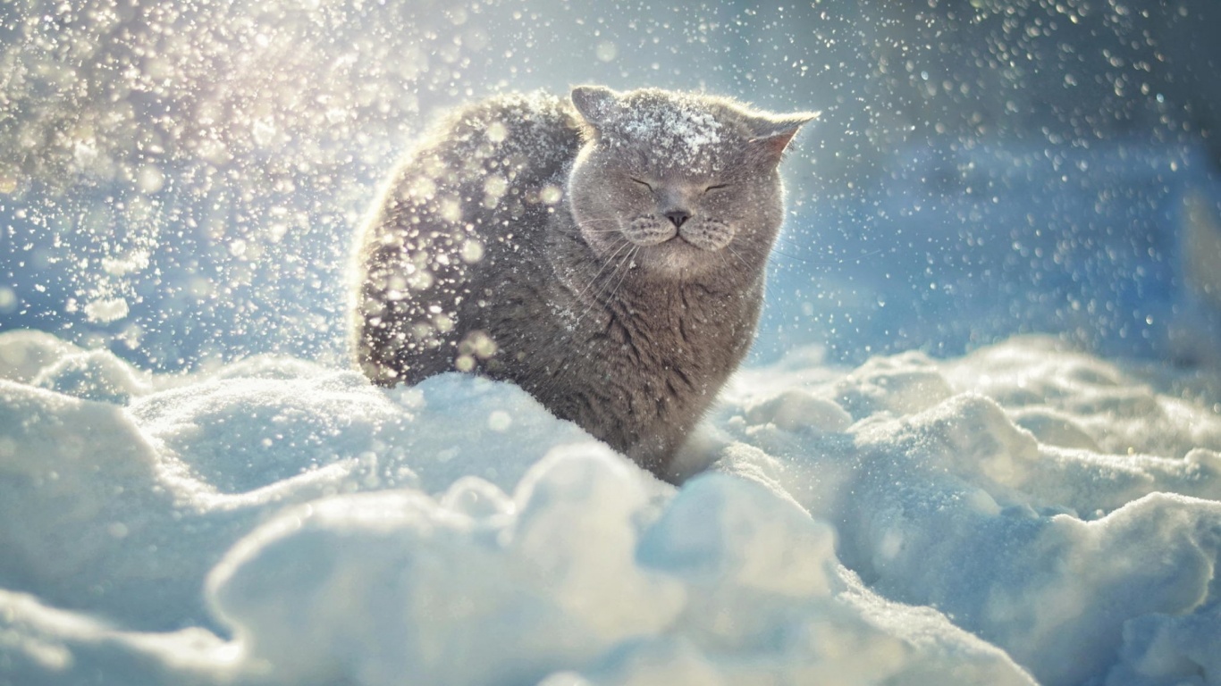 Британце в снегу обои