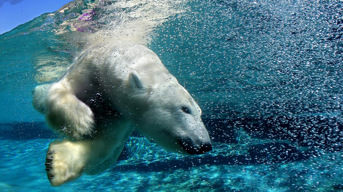 Нырнувший белый медведь обои