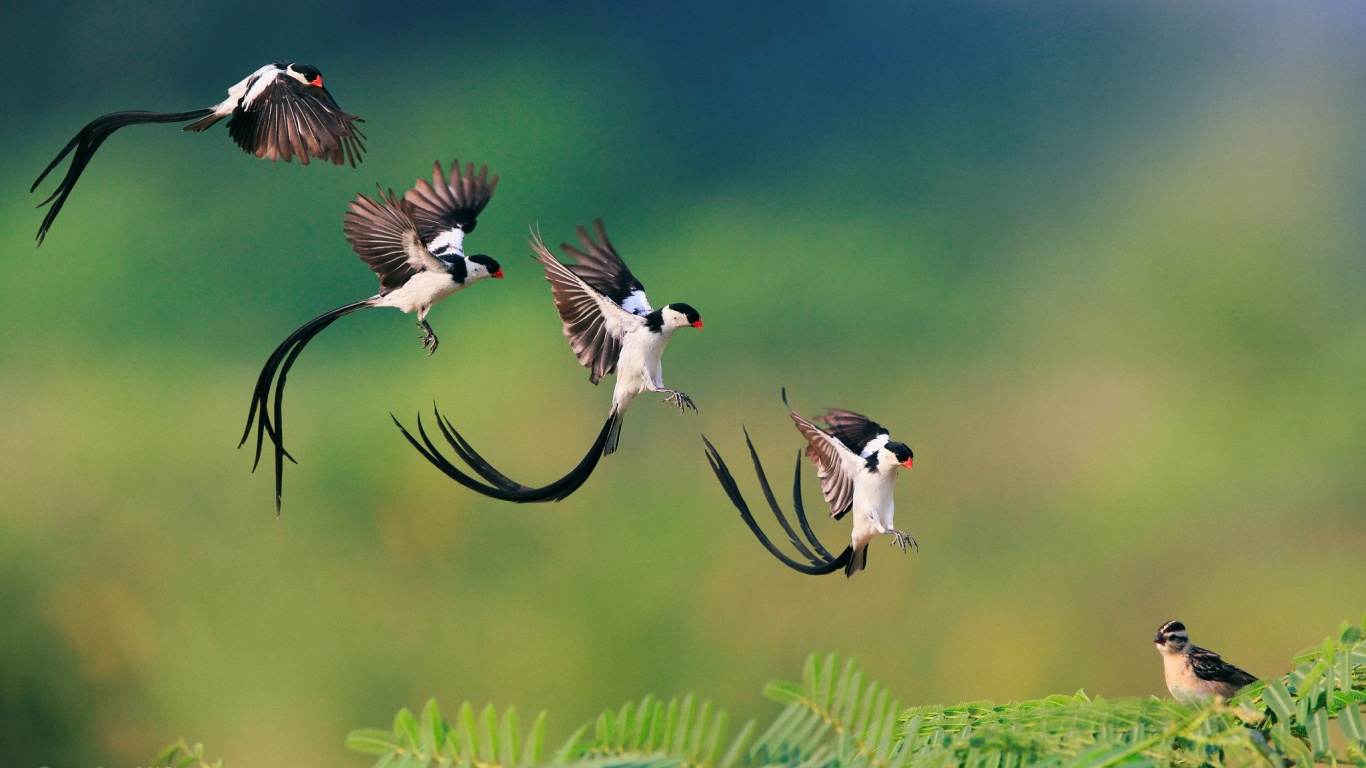 Приземляющаяся птичка обои