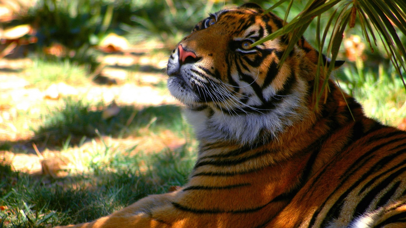 Отдыхающий в теньке хищник обои