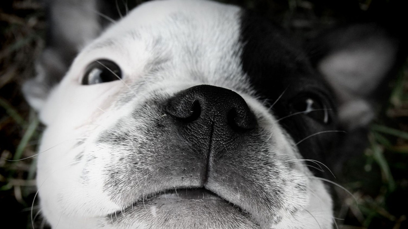 Бостонский терьер обои