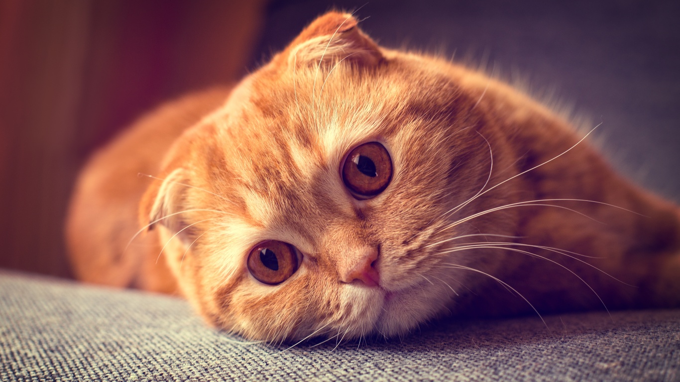 Скоттиш фолд рыжий обои