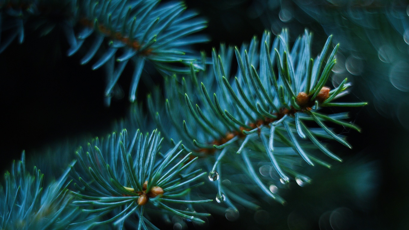 Еловые веточки обои