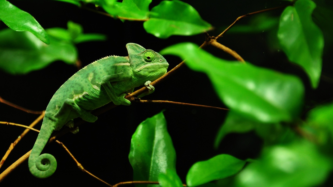 Хамелеон в листве обои
