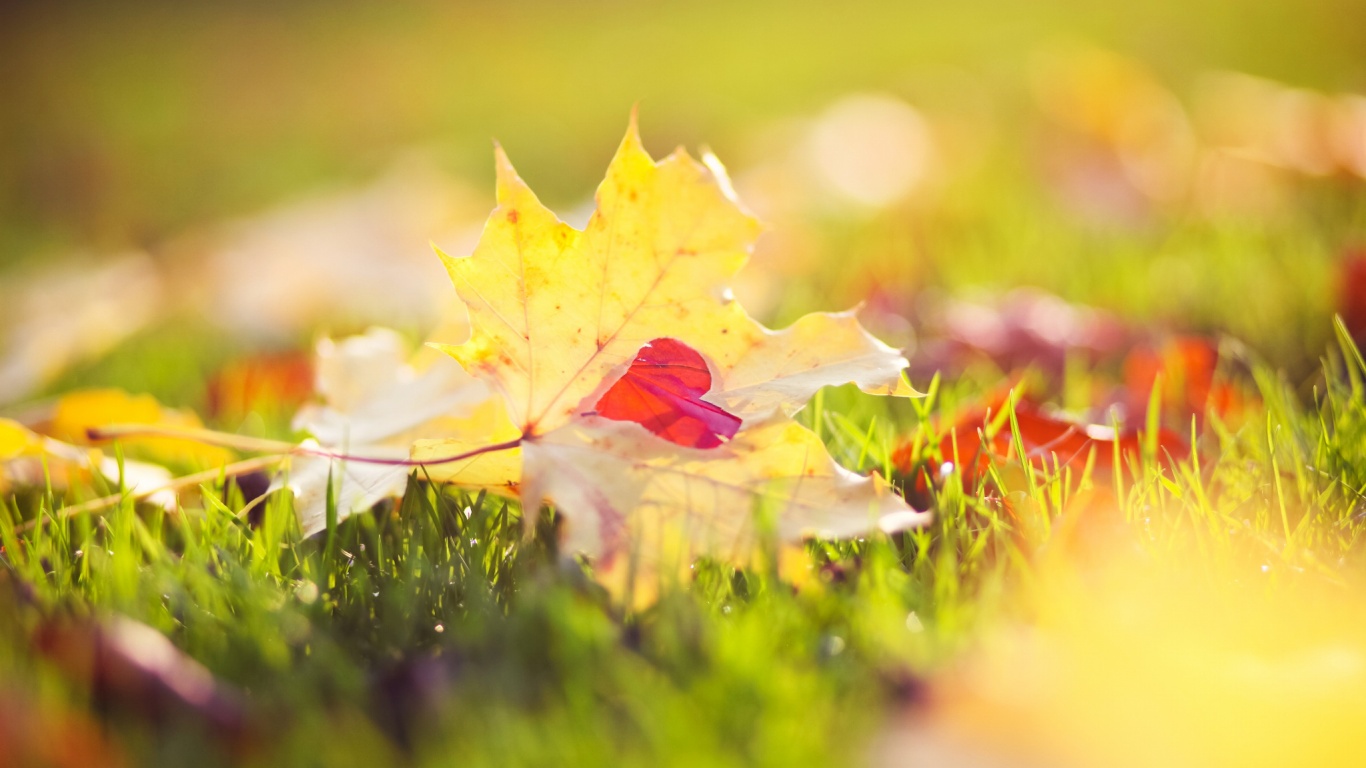 Листик в форме сердца обои