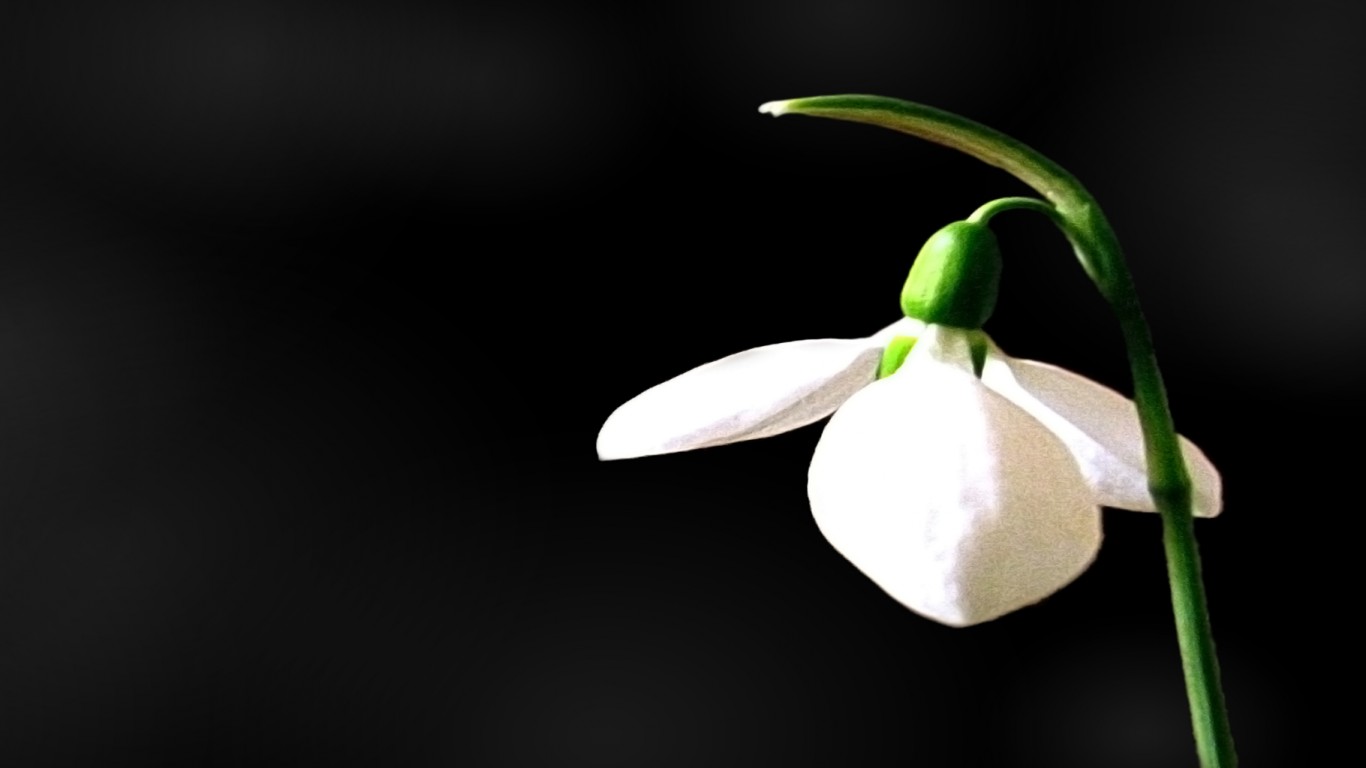 Белый цветок обои