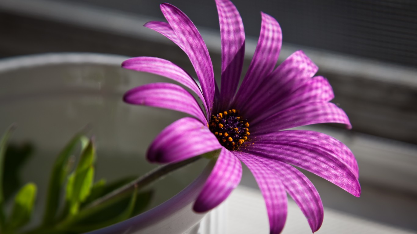 Сиреневый цветок в стакане обои