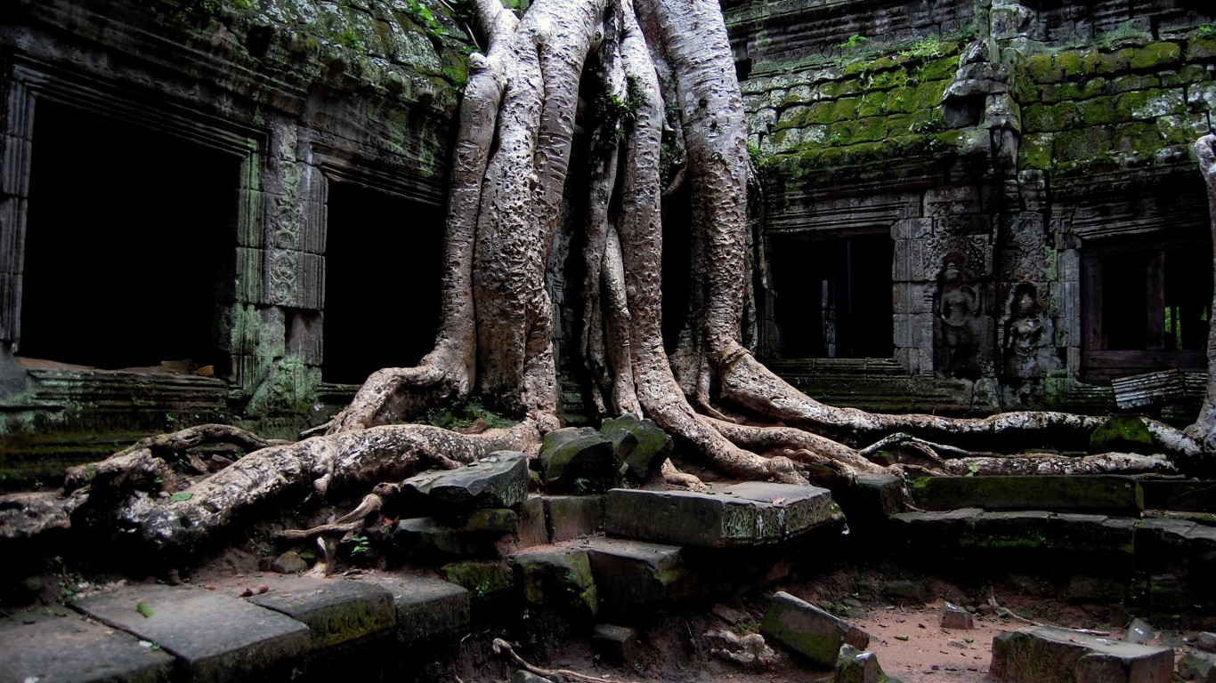 Мощные корни обои