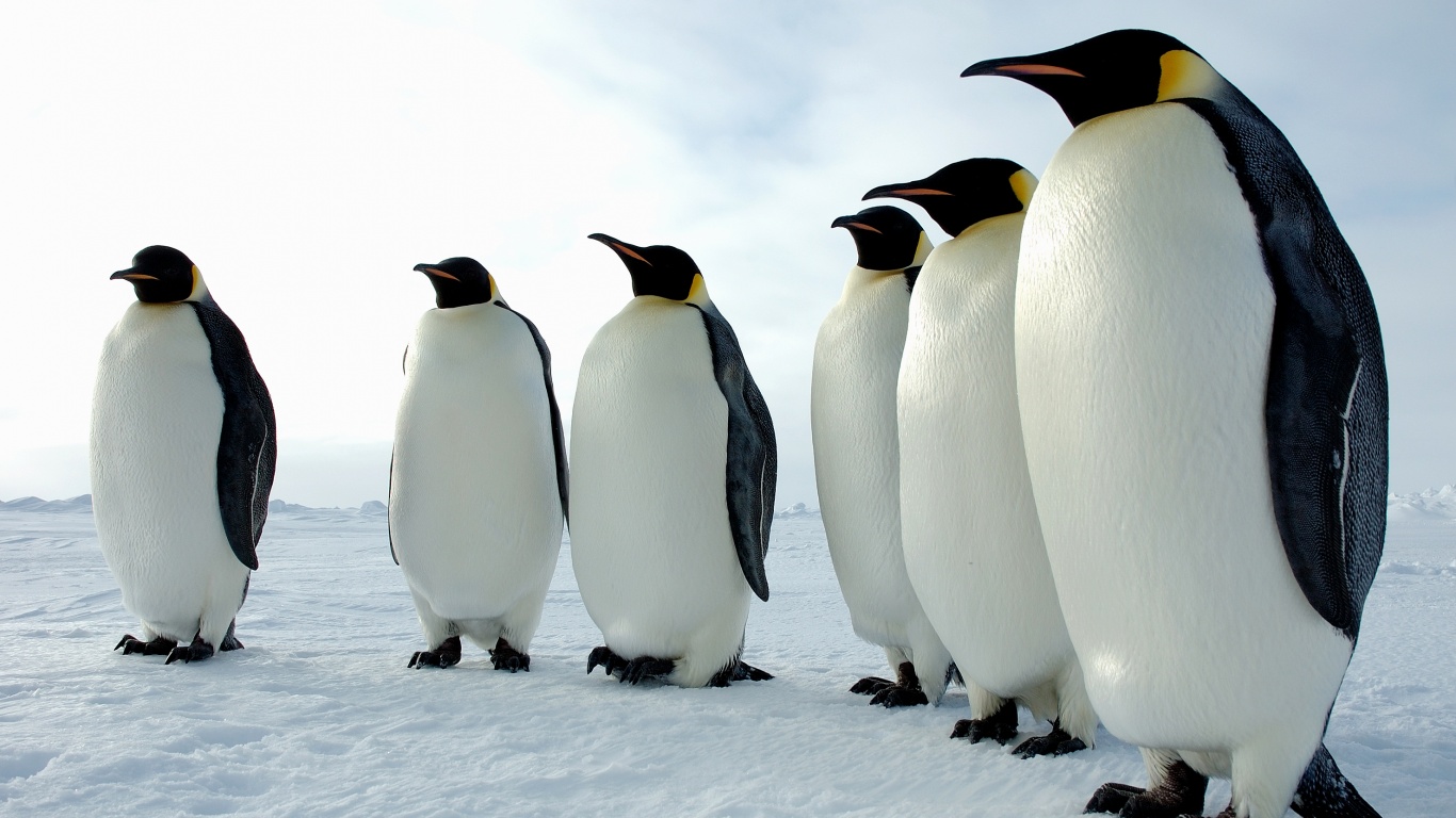 Слет пингвинов обои