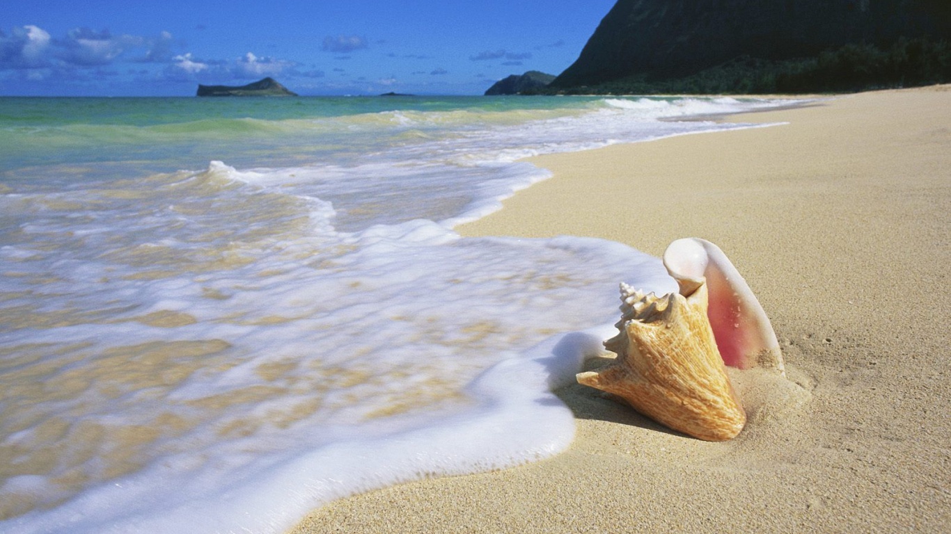 Морская раковина обои