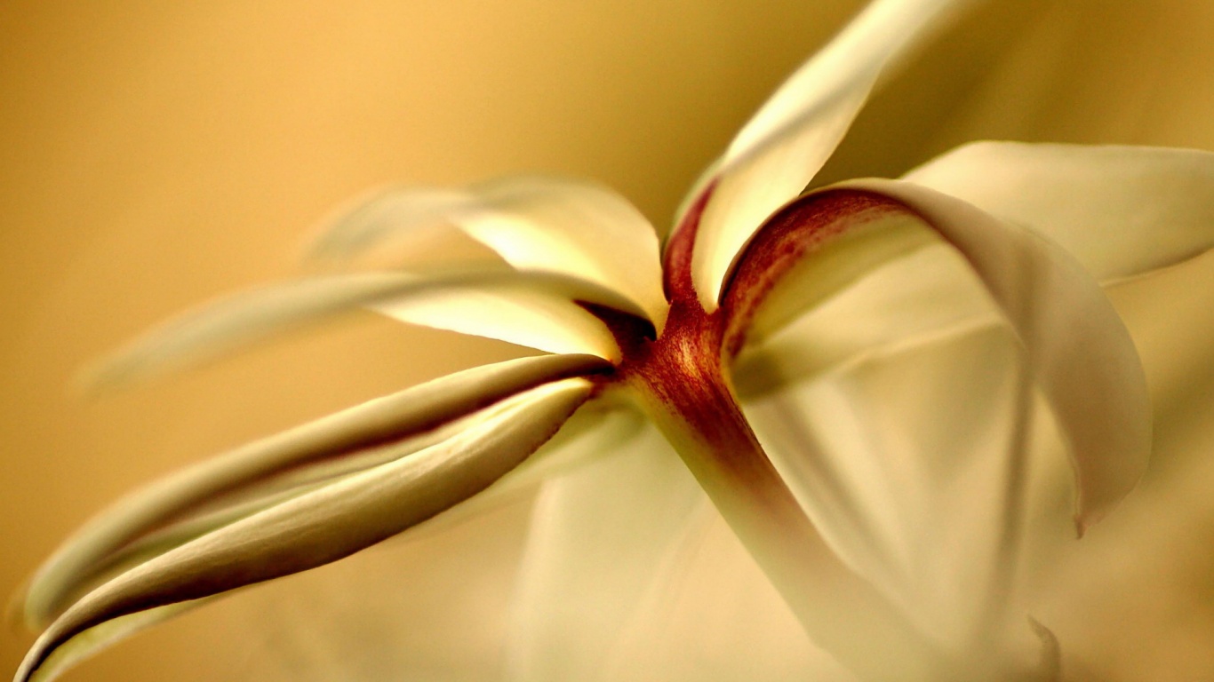 Цветок обои