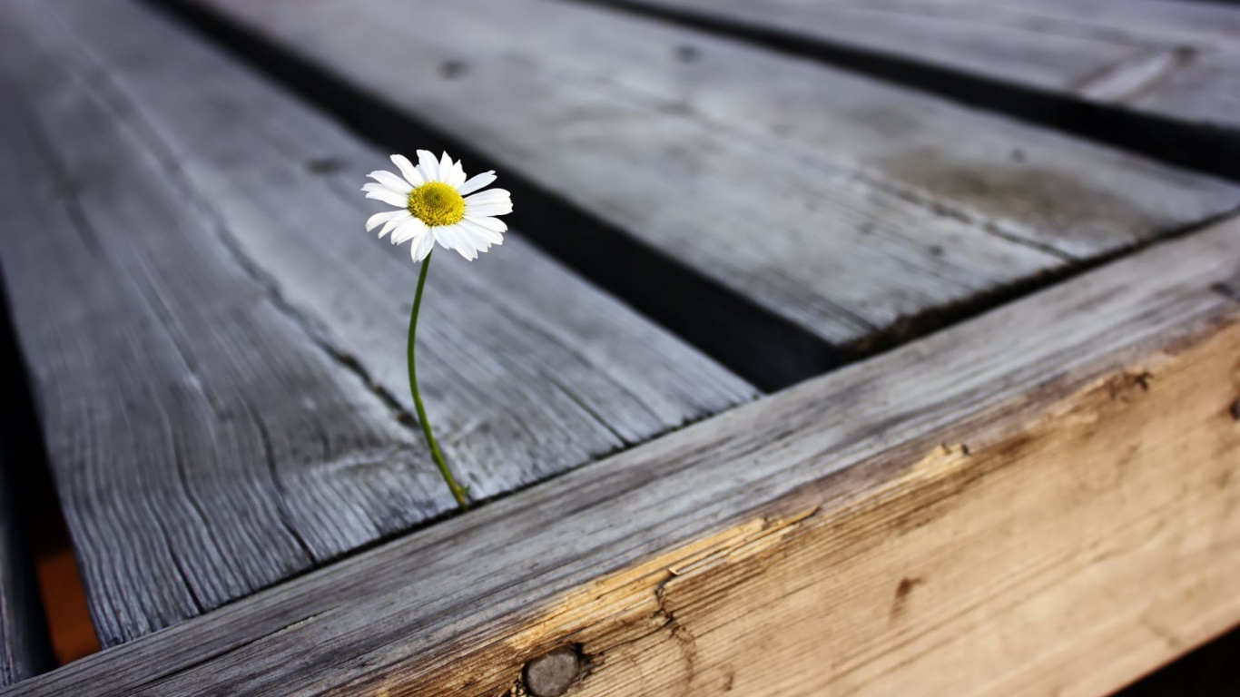 Жизнь среди смерти обои