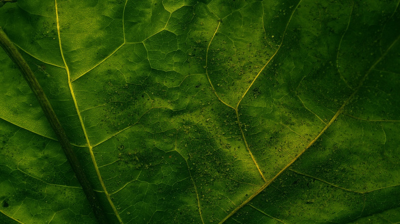 Макро зеленый лист обои