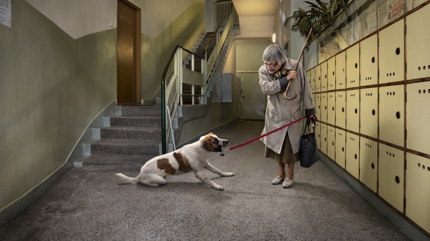 Непослушная собака обои