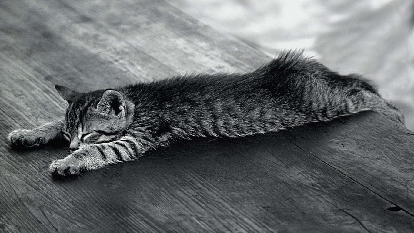 Растянувшийся кошара обои