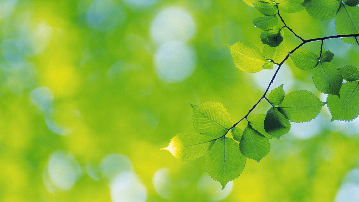 Зеленая ветка с листьями обои